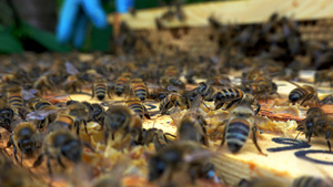 检查蜂巢框架的养蜂人24秒视频
