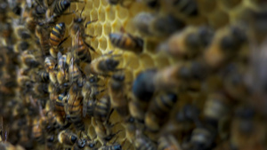 检查蜂巢框架的养蜂人24秒视频