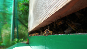 蜂箱里的蜜蜂13秒视频