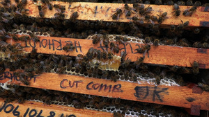 蜂箱里的蜜蜂8秒视频