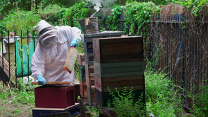 养蜂人维护蜂箱12秒视频