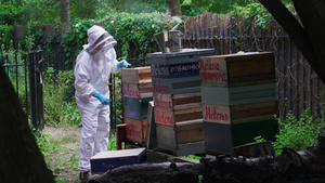 养蜂人维护蜂箱28秒视频
