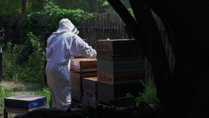 养蜂人维护蜂箱8秒视频