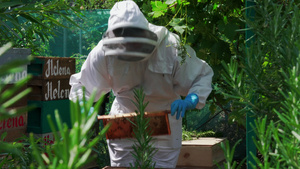 养蜂人维护蜂箱14秒视频