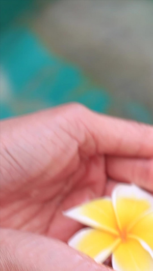 鸡蛋花在手中实拍双手抱水5秒视频