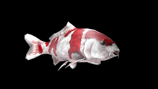 三维鱼动画200