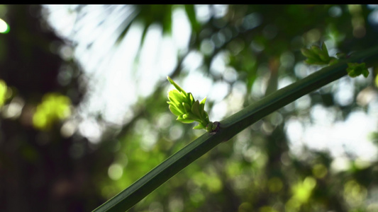 春天发芽的迎春花视频