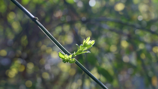 春天发芽的迎春花视频