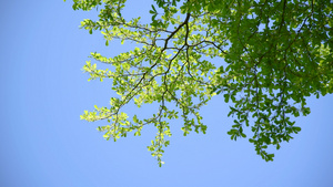4K春天嫩绿色的树叶12秒视频
