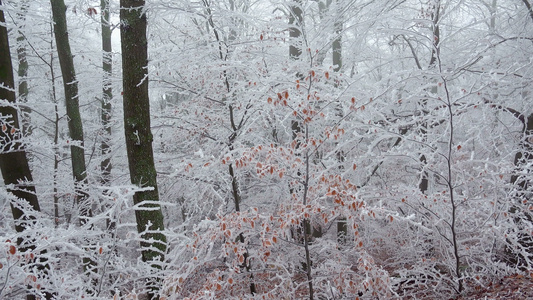 森林霜冻的树枝视频