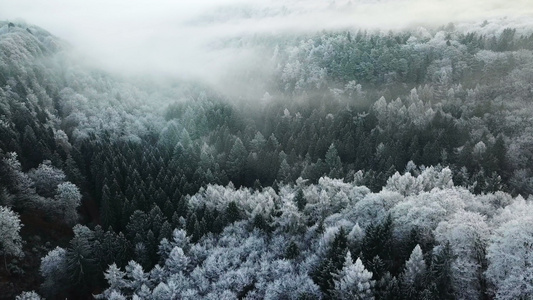 德国森林雪景晨雾视频