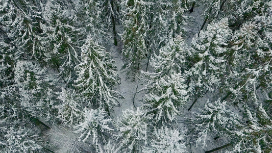 大雪森林视频