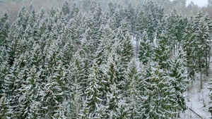 冬天大雪皑皑的森林20秒视频