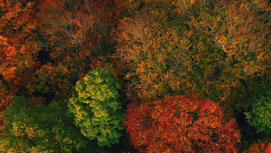 秋天航拍森林俯瞰视频