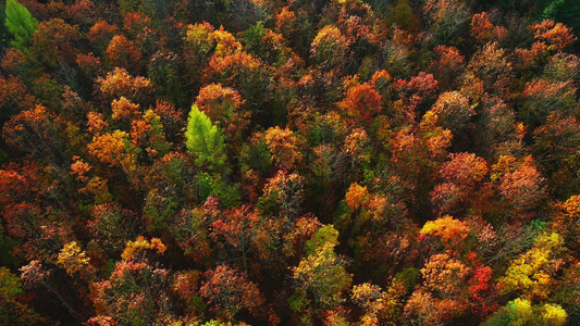 秋天的森林视频
