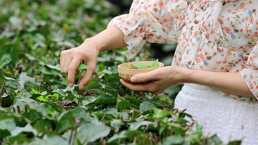 茶园采茶女采茶手特写视频