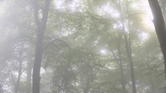 雾中的森林视频
