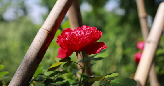 蔷薇科红色月季花视频