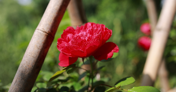 蔷薇科红色月季花视频