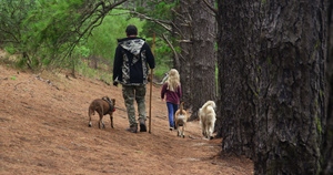 父亲带着孩子和狗一起在森林里散步10秒视频