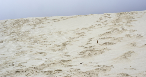 男人在沙丘上与狗一起跑步视频