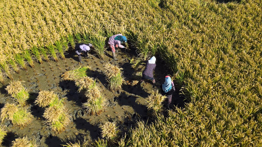 4K农民女性形象稻地里农村视频