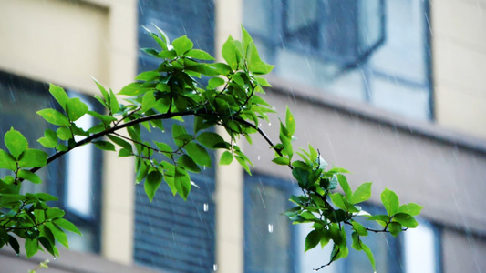 升格夏季暴雨雨中绿植植物滴水大雨雨天视频