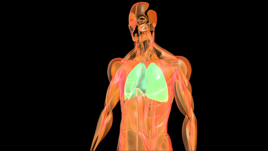 4K人体肺动画元素带透明度通道视频