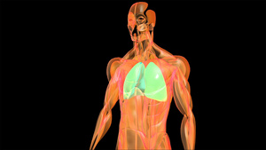 4K人体肺动画元素带透明度通道20秒视频