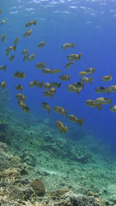 海底成群结队的黄鱼群蓝色海洋视频