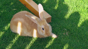 兔子坐在绿草上吃着它13秒视频
