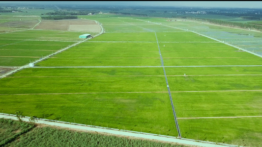 绿油油一片水稻田 4K航拍视频