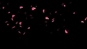 4K玫瑰花飘落动画元素15秒视频