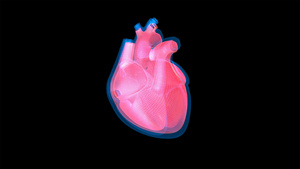 4K人体心模型动画元素带透明度20秒视频