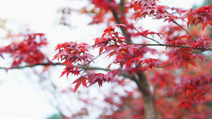 4K实拍秋天红叶随微风摆动视频素材12秒视频