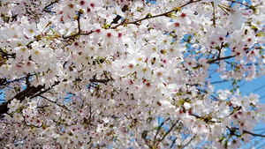 樱花树75秒视频