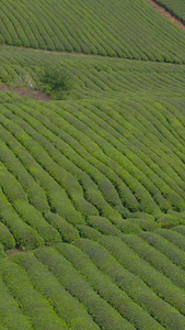 茶山航拍素材春茶节视频