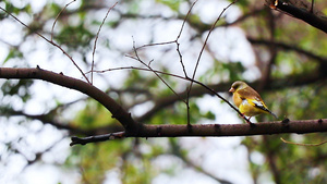 4K美丽的黄胸鹀鸟43秒视频