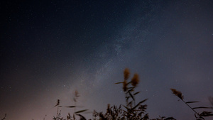 8K银河星空芦苇荡下的银河星空10秒视频