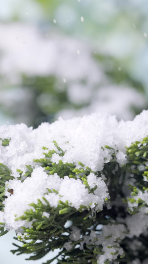 冬季飘雪花松树林浪漫新年快乐20秒视频