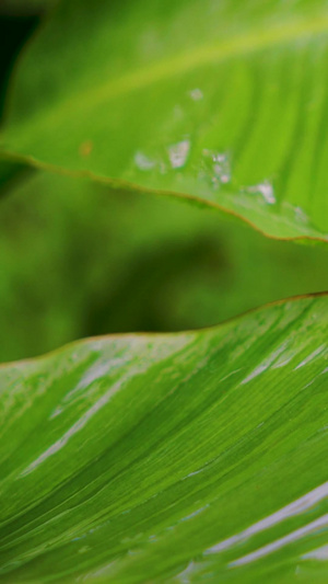 雨打芭蕉55秒视频