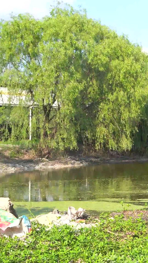 马儿在湖边吃草9秒视频