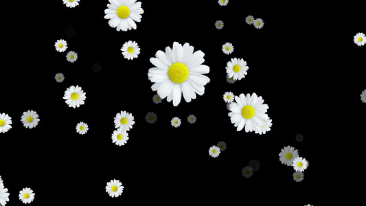 白色花朵菊花冲屏带通道4k视频