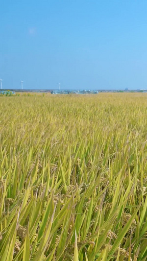 风吹动的水稻田12秒视频