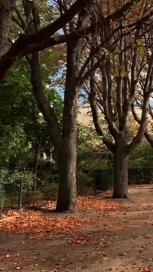 法国巴黎著名香榭丽舍大道美丽的梧桐树秋色33秒视频