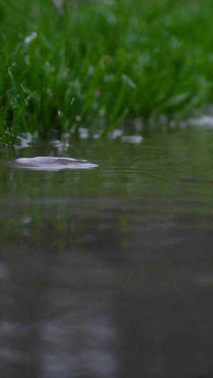 雨水雨滴特写升格119秒视频