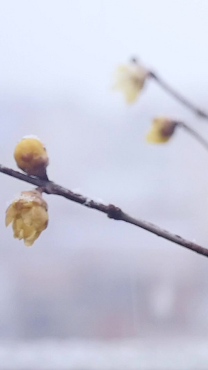 风雪中盛开的腊梅92秒视频