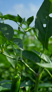 辣椒农业种植实拍视频
