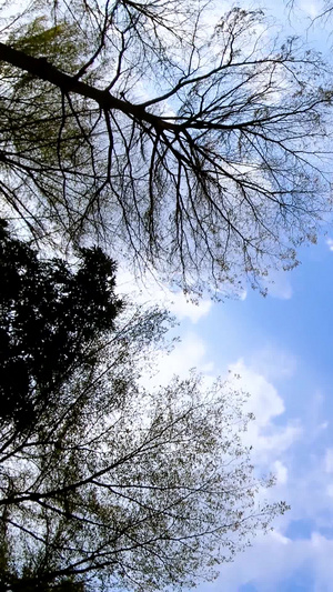 春夏天空树干树枝13秒视频