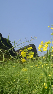 春天的油菜花视频